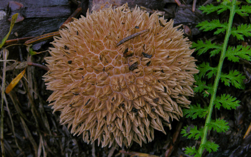 Bellissimo fungo barbuto